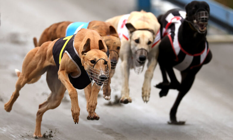 Greyhound Racing Ends In New Zealand