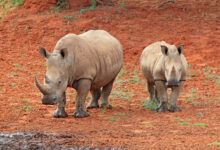 White rhinoceros (Ceratotherium simum) with calf, South Africa