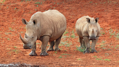 White rhinoceros (Ceratotherium simum) with calf, South Africa