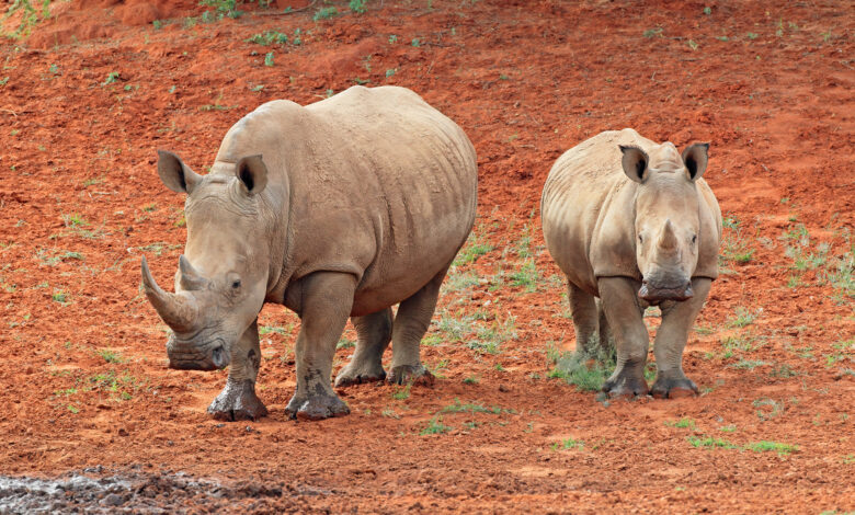 White rhinoceros (Ceratotherium simum) with calf, South Africa