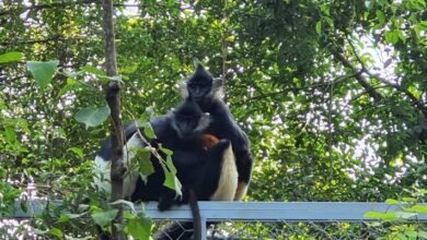 Delacour's langurs