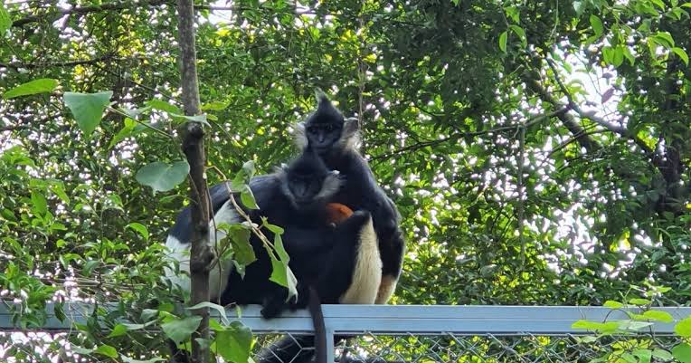 Delacour's langurs