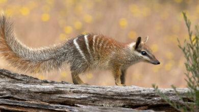 Numbat, Western Australia