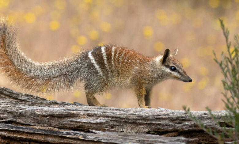 Numbat, Western Australia