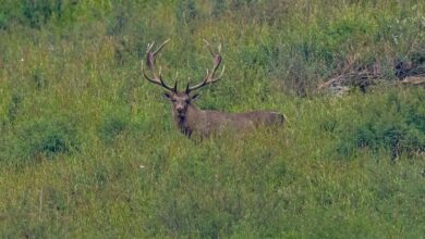 Hangul (Kashmir Stag)