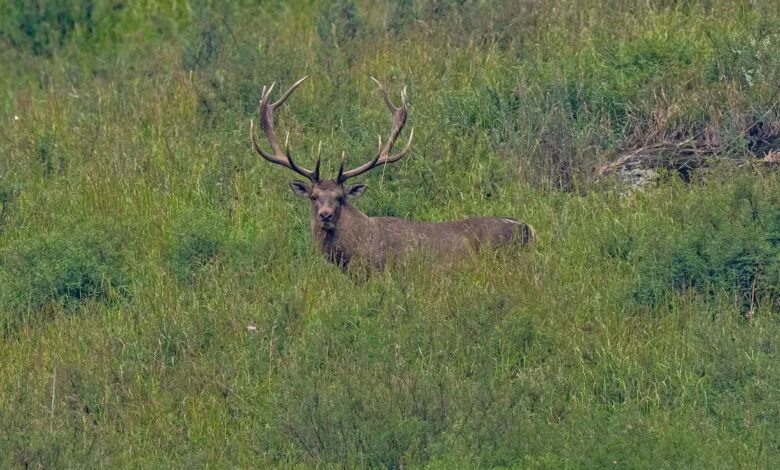Hangul (Kashmir Stag)