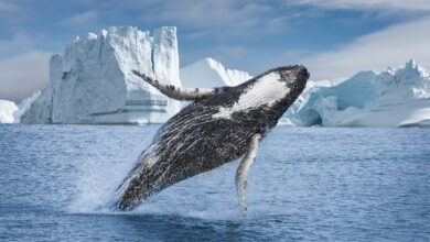 Humpback whale (Megaptera novaeangliae) breaching among of icebergs at Ilulissat Icefjord, Unesco World Heritage Site, Greenland
