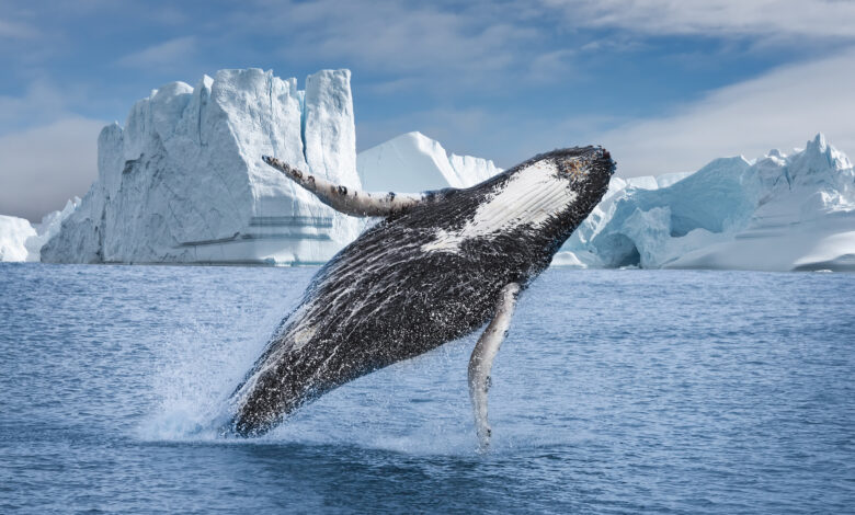 Humpback whale (Megaptera novaeangliae) breaching among of icebergs at Ilulissat Icefjord, Unesco World Heritage Site, Greenland