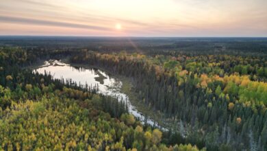 Taiga in Canada