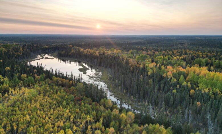 Taiga in Canada